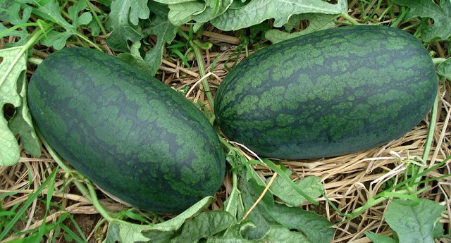 5 mẹo chọn dưa hấu ngon