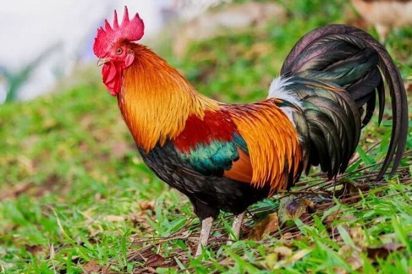 Cách chọn, luộc, và bày gà lễ