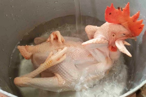 Cách chọn, luộc, và bày gà lễ