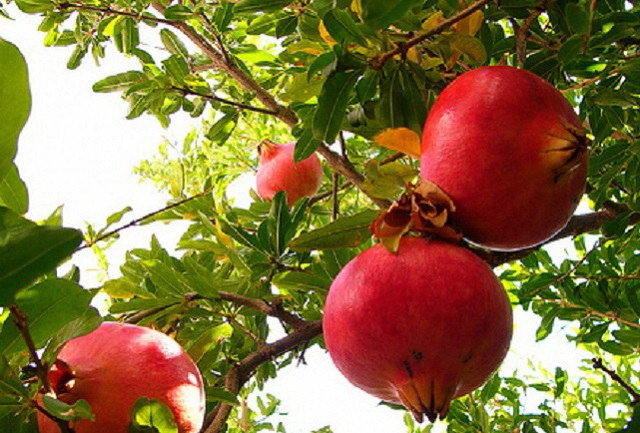 6 mẹo giúp bạn chọn mua quả lựu ngon - đỏ - ngọt