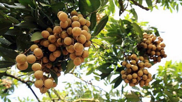 Cách chọn nhãn chính vụ ngon, không hóa chất