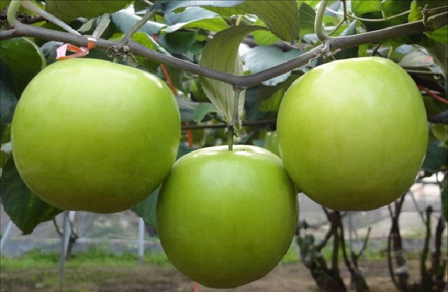 Cách chọn táo ta tươi ngon, giòn ngọt