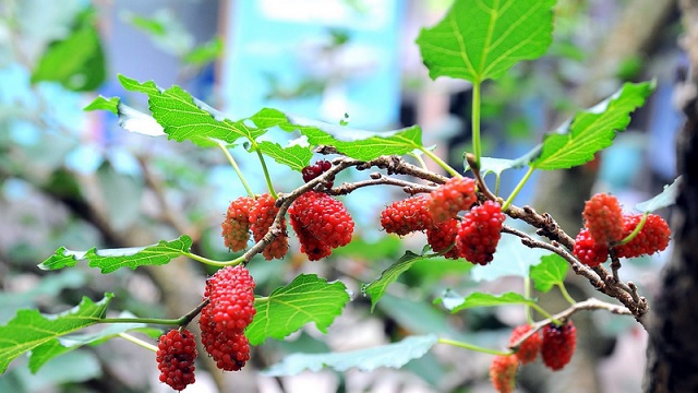 Cách dùng lá dâu tằm trị mất ngủ