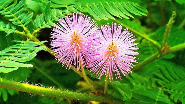 Cách trị mất ngủ kinh niên