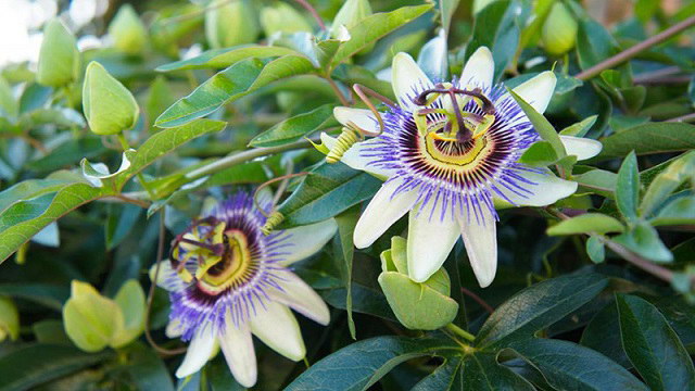 Cách trị mất ngủ kinh niên