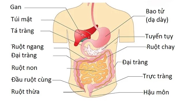 Cảnh báo vị trí đau bụng cảnh