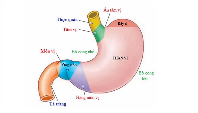Cấu tạo và chức năng của dạ dày