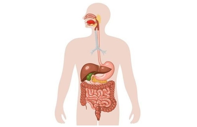 Nguyên nhân gây rối loạn nhu động đường tiêu hóa