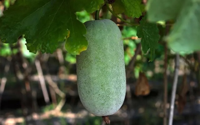 Thực phẩm bổ dương cho phái mạnh