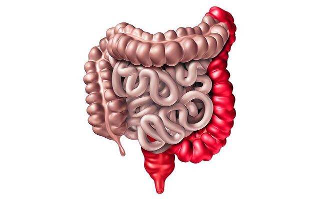 Tìm hiểu quá trình tiêu hóa ở ruột non và ruột già
