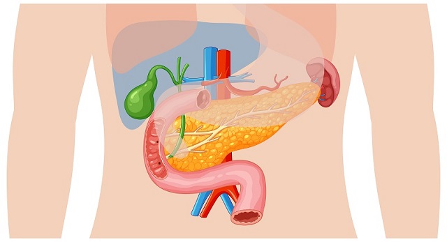 Tìm hiểu quá trình tiêu hóa ở ruột non và ruột già